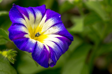 Dreifarbige Prunkwinde - Gartenwinde - Convolvulus tricolor