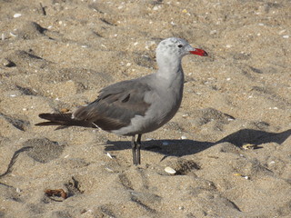 Likes Tears in the Waves