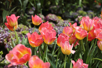 Beautiful bouquet of tulips. colorful tulips.