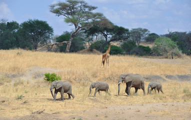 Fototapeta premium 4 elephants walking