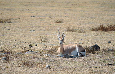 Gazelle resting in the african Savanna 