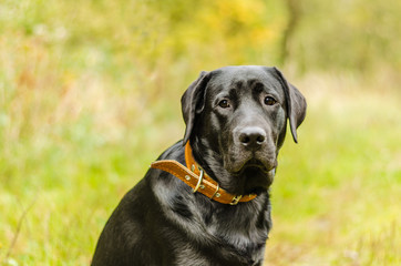 young purebred black labrador golden autumn walks in the fresh air in the park