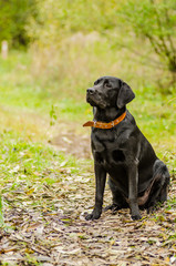 young purebred black labrador golden autumn walks in the fresh air in the park