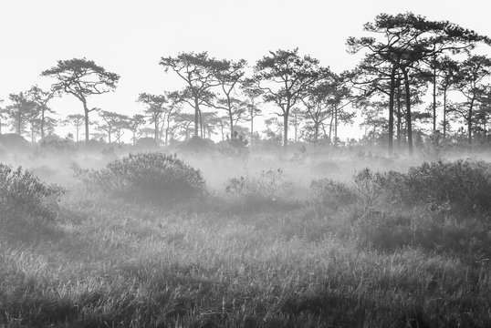 Fototapeta Black and White colors of Forest and fog at the top of Phu Kradueng mountain in the morning, Thailand