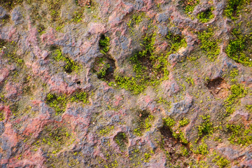 moss covered rock background and texture