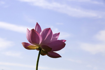 Obraz premium 궁남지의 연꽃