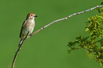 Red backed shrike, female