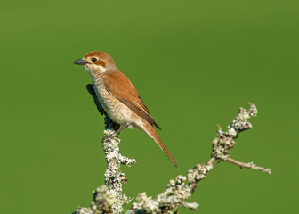 Red backed shrike, lanes collurio, female.