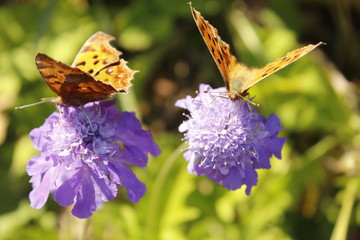 꽃과 나비이미지