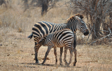 mother zebra nursing her foal
