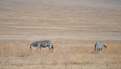 Fototapeta na wymiar zebras grazing in the Serengeti plains