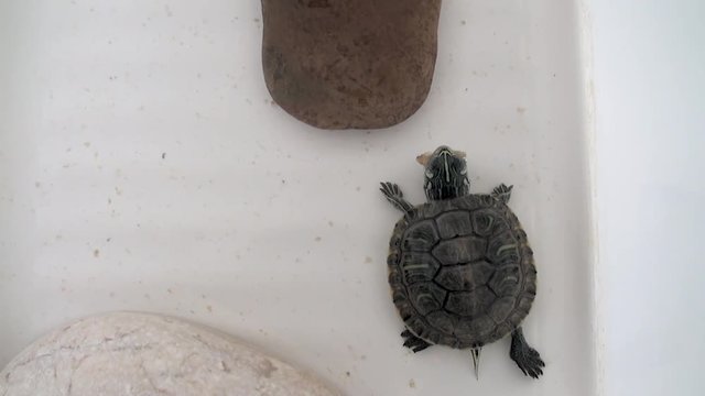 Little turtle in aquarium swallows the dry shrimp
