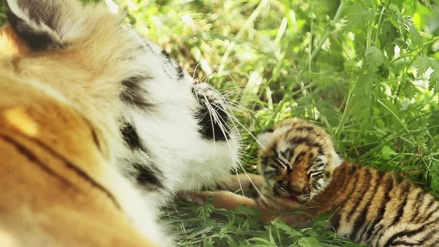 tigress and blind cub