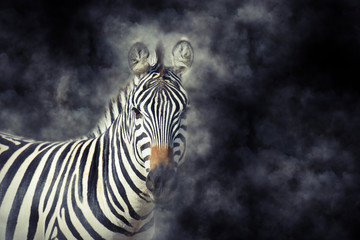 Zebra in smoke