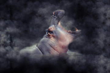 Fototapeta na wymiar Hippo in smoke