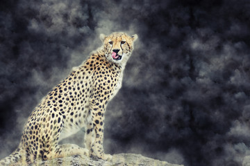 Wild african cheetah in smoke