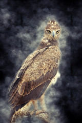 Tawny eagle in smoke