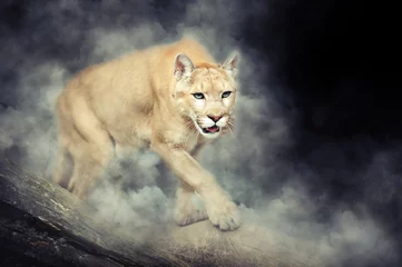 Foto auf Acrylglas Puma Puma in Rauch