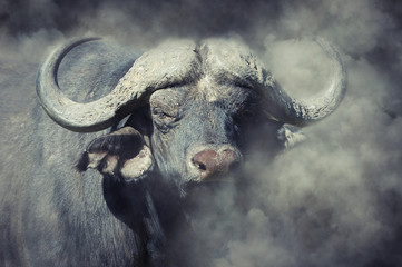 Buffalo in smoke