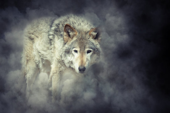 Fototapeta Wolf in smoke