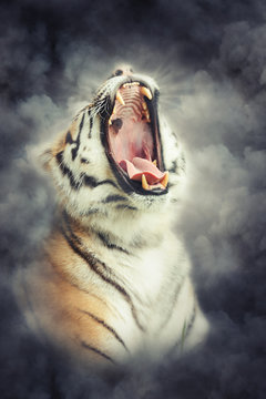 Tiger in smoke