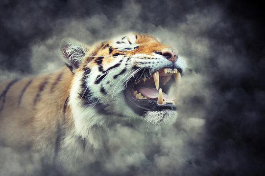 Tiger in smoke