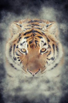 Tiger in smoke