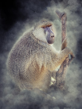 Olive baboon in smoke