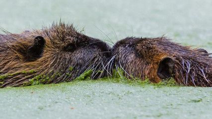 Myocastor coypus, loving couple