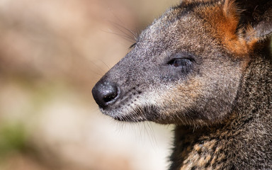 Close-up of a parma wallaby