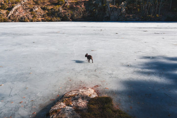 Bulldog Francés sobre lago helado / Bulldog Francés camina sobre lago congelado