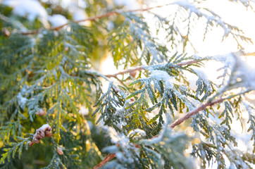 snowy winter christmas tree branch with cones at sunset