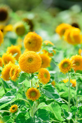 Obraz premium Helianthus annuus 'Teddy bear' 