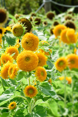 Helianthus annuus 'Teddy bear'
