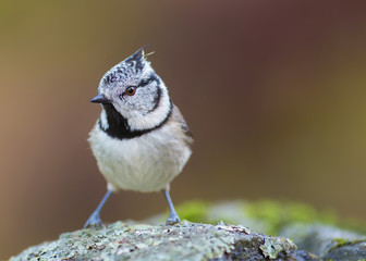 European crested tit