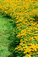 Euryops pectinatus