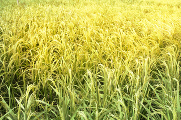 Mountain Rice Field