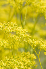 Yellow flower blooming 
