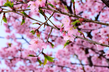 Cherry blossoms
