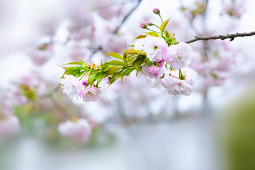 Double cherry blossoms
