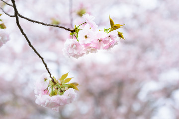 Double cherry blossoms
