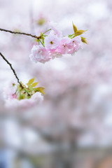 Double cherry blossoms
