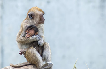 Barbary macaque with her baby in the arm