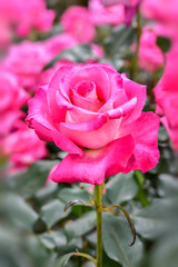 Pink Rose
