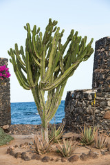 Pachycereus cactus on Fuerteventura, Canary Islands, Spain