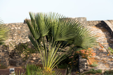 An image of  palm tree on the wind