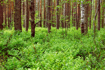 Blueberry forest background