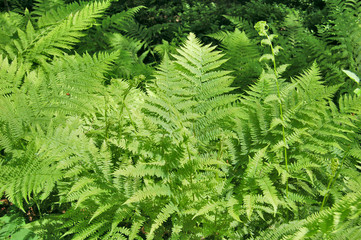 Forest fern