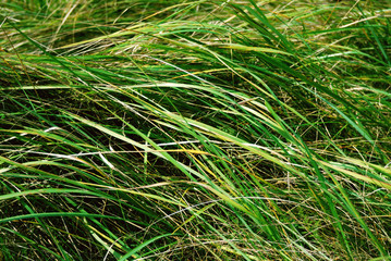 Field grass background