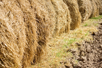 Sunny hay close-up